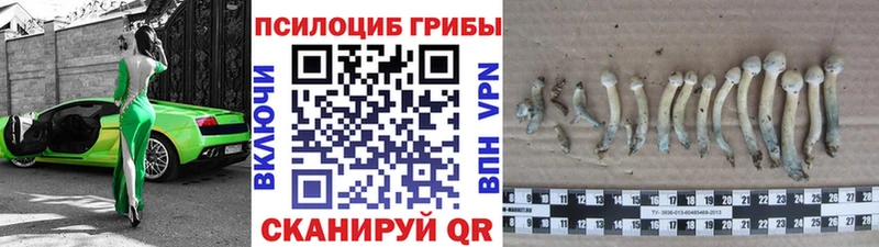Галлюциногенные грибы Psilocybine cubensis  Поворино 